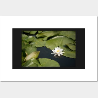 Beautiful white waterlily in the Danube Delta, Romania, on summer day Posters and Art